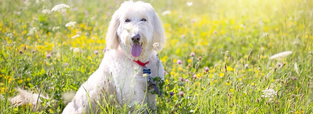 6 month old siamese kitten