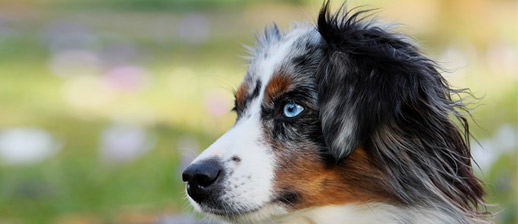 AP Dog