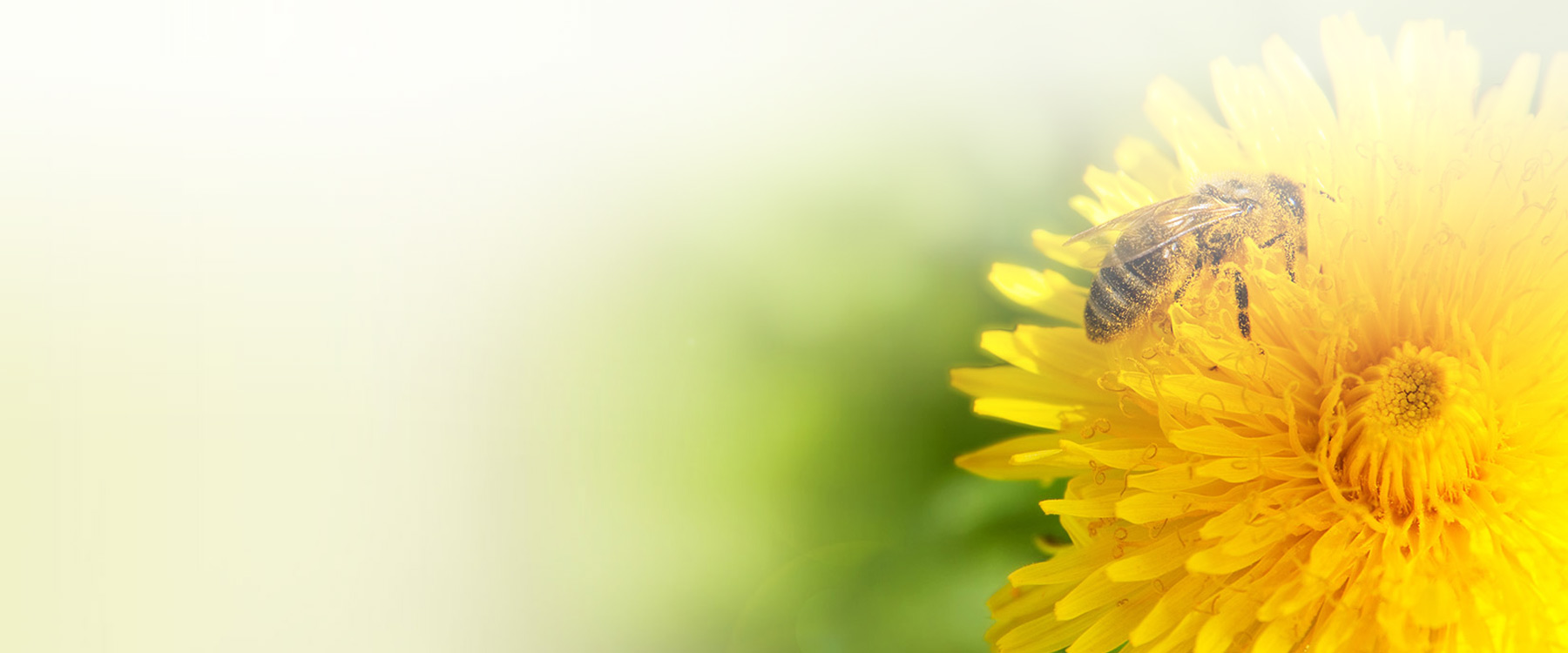 HollisterStier Allergy