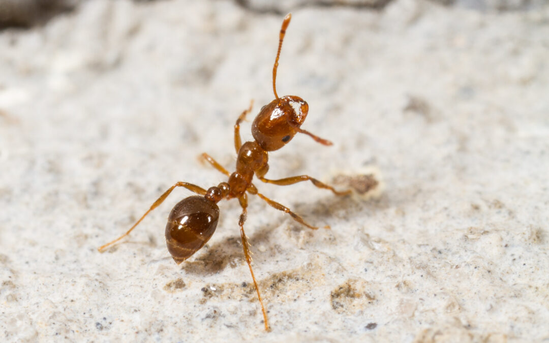 Fire Ant Expansion and Allergy Impact