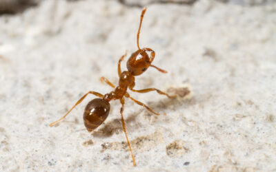 Fire Ant Expansion and Allergy Impact