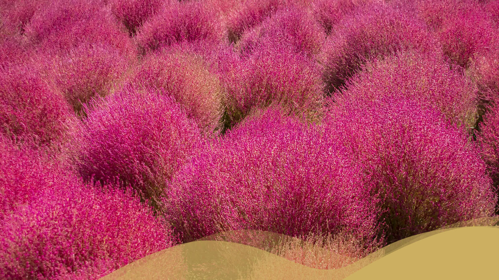 Pollen Count - April 5, 2021 - Family Allergy & Asthma Care