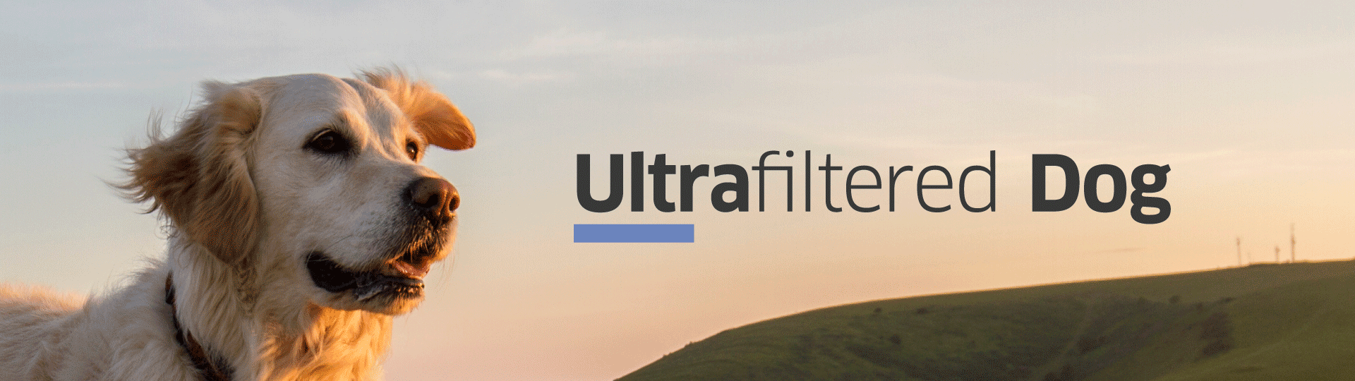 UF_Dog_Initiative_Image_1920x540px_03JUL2025 Photo of a dog on a hill in a breeze. Ultrafiltered Dog written to the right.