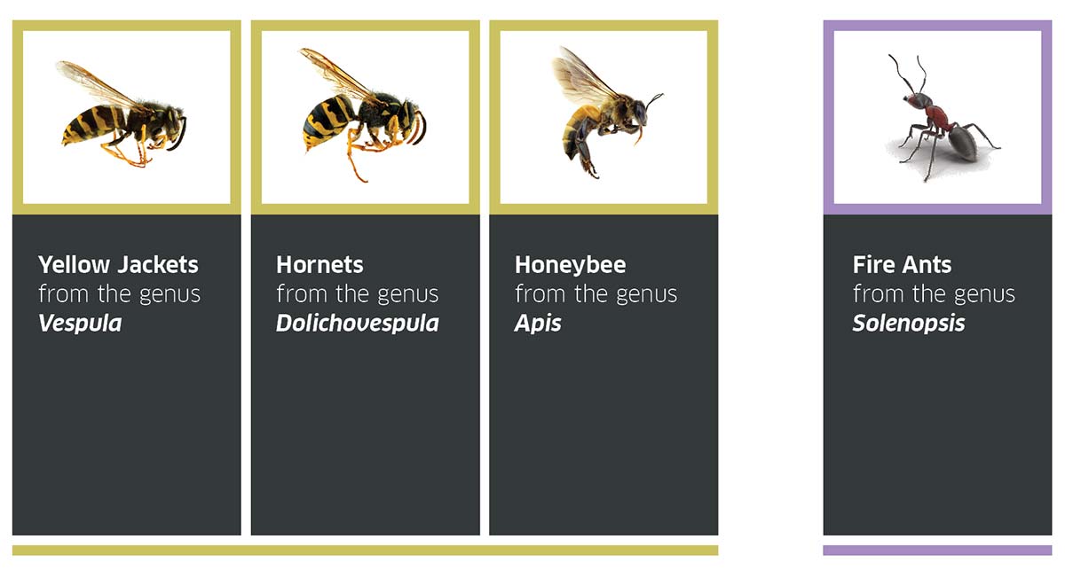 Stinging Insects