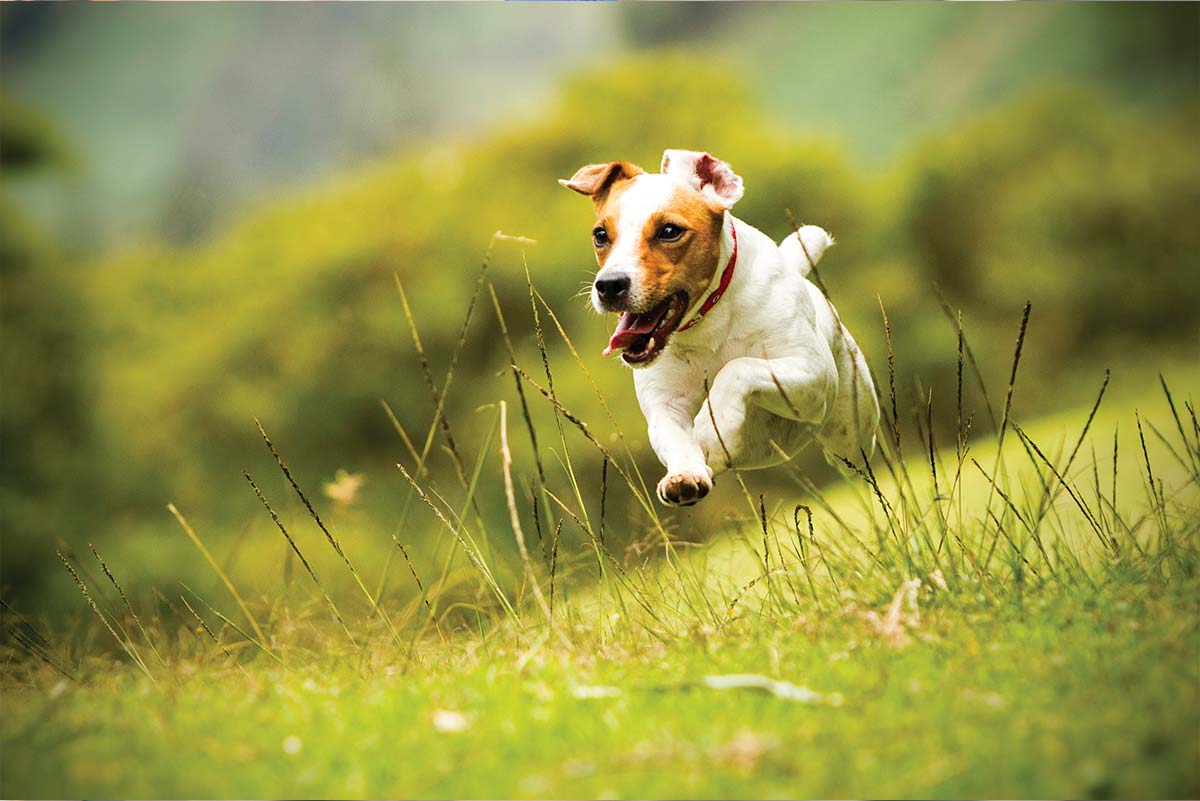 Ultrafiltered Dog Extract